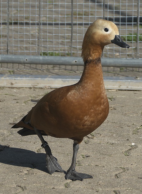 战略失误也